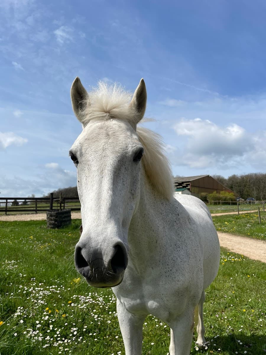 PONEY CLUB DE L AUTROT — photo 1