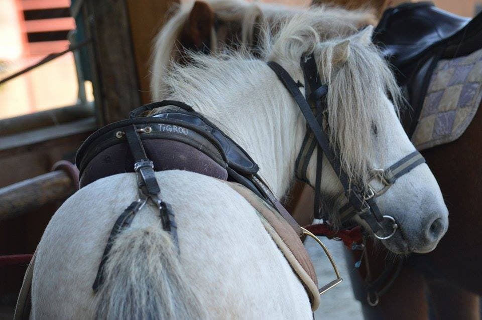 PONEY CLUB DE L ETANG — photo 1