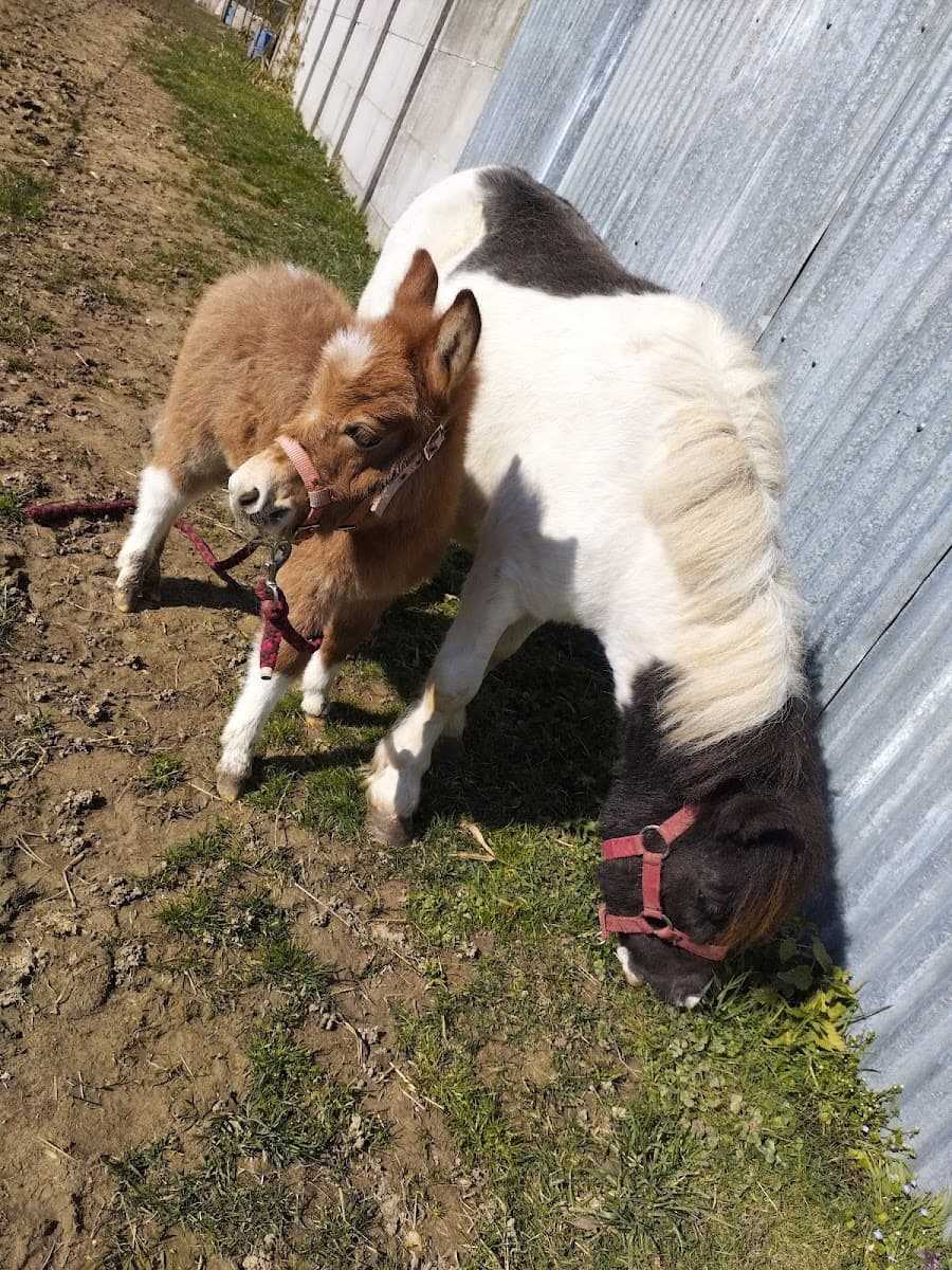 PONEY CLUB DE LA PORTE D ALSACE — photo 1
