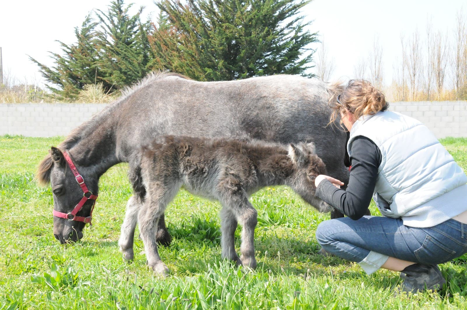 PONEY CLUB DU PHARE — photo 1