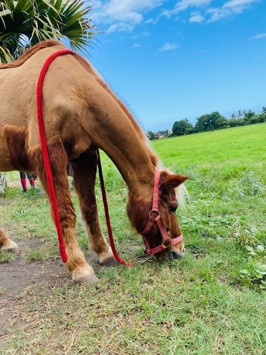 PONEY CLUB EQUIRUN — photo 1