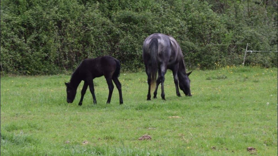 Préscilia ranch — photo 1