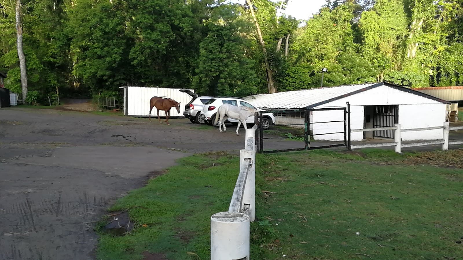 RANCH BLACK HORSE — photo 1