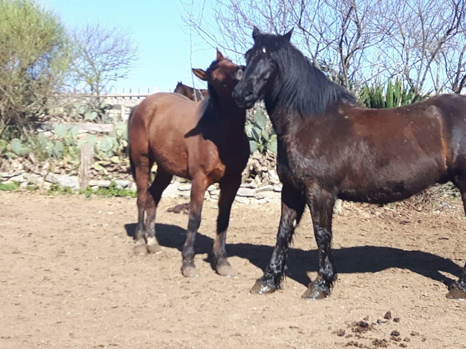RANCH EL CONDOR — photo 1