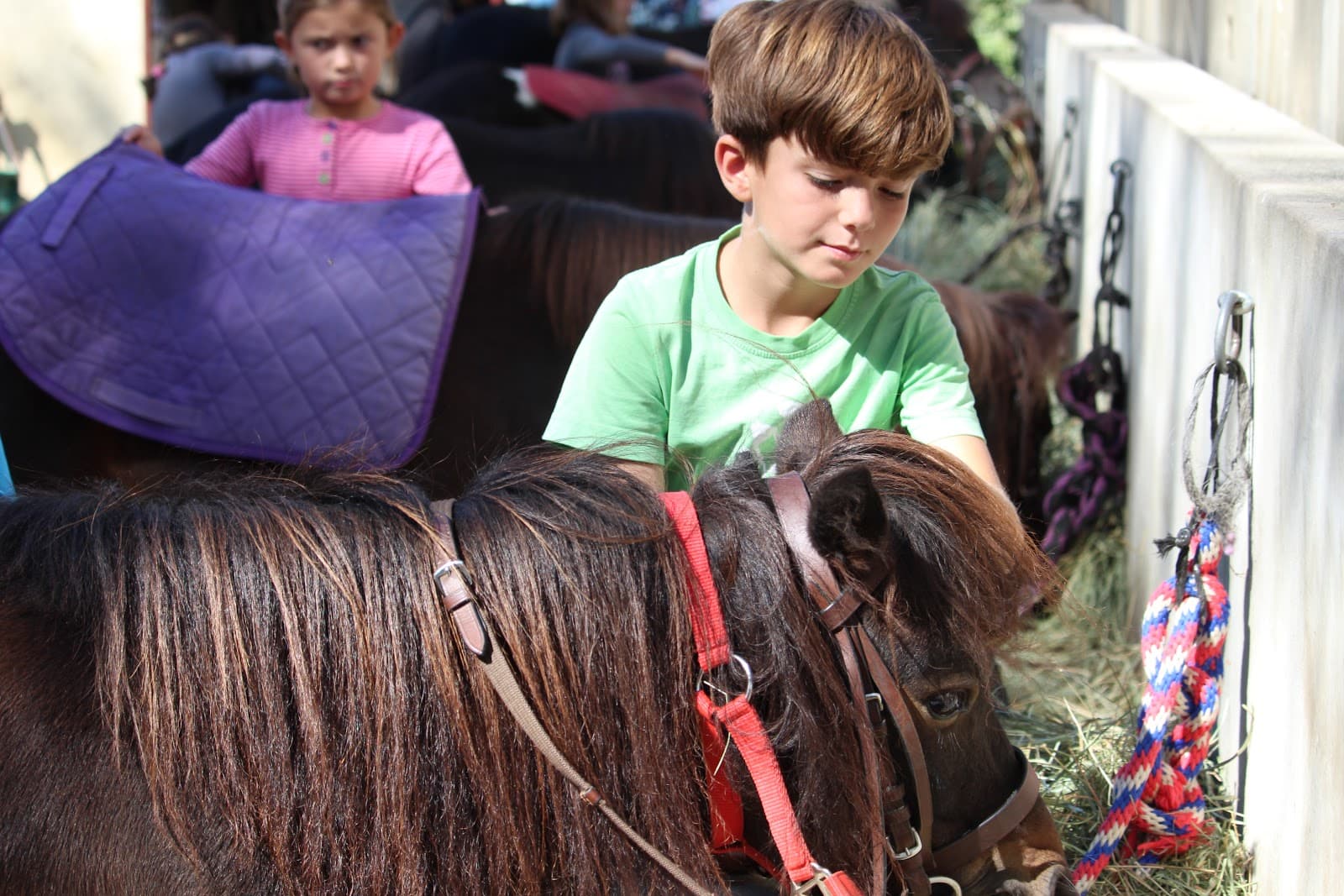 SAINT ESTEVE EQUITATION — photo 1