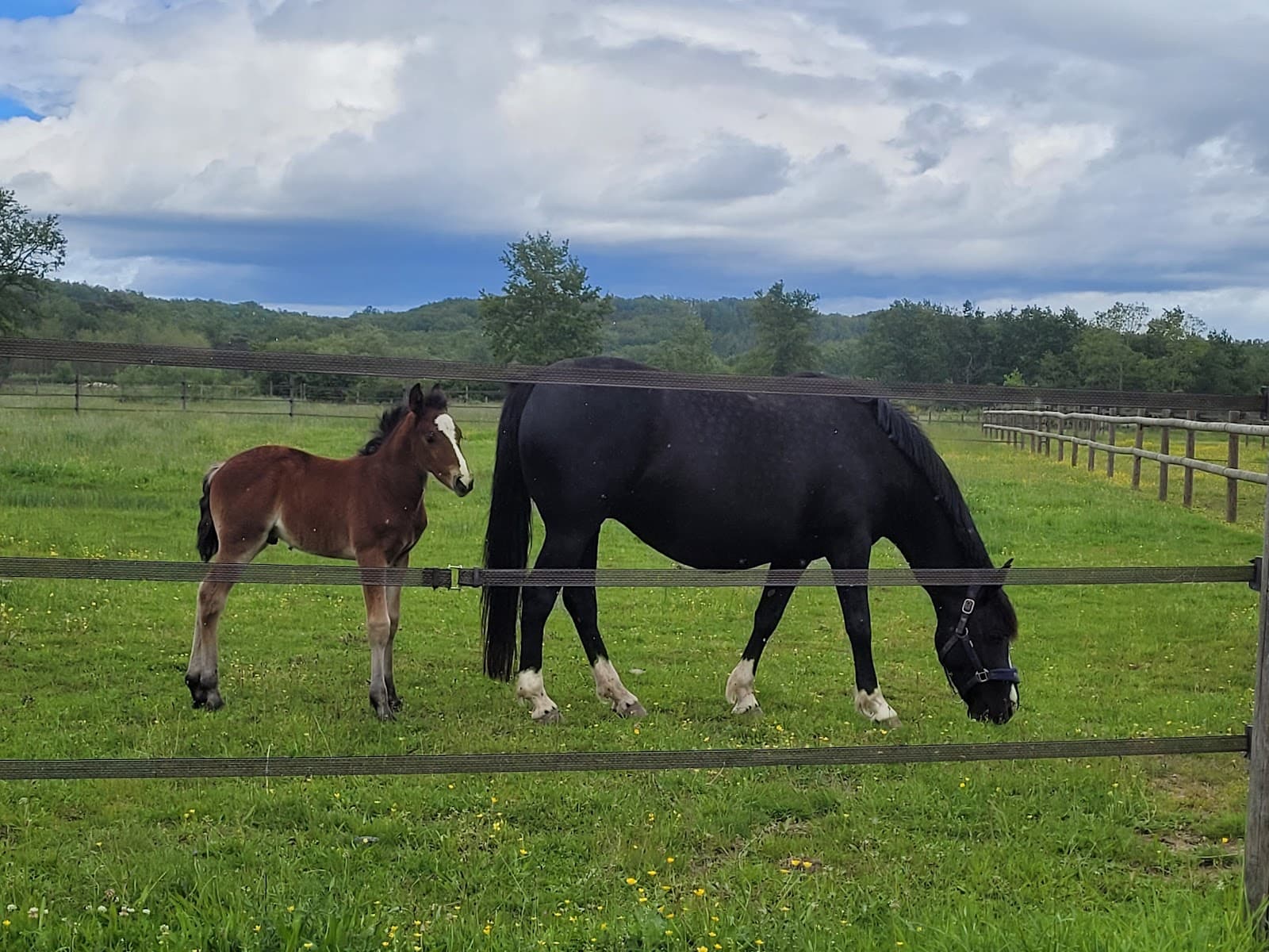 SAS HARAS D ELAH — photo 1