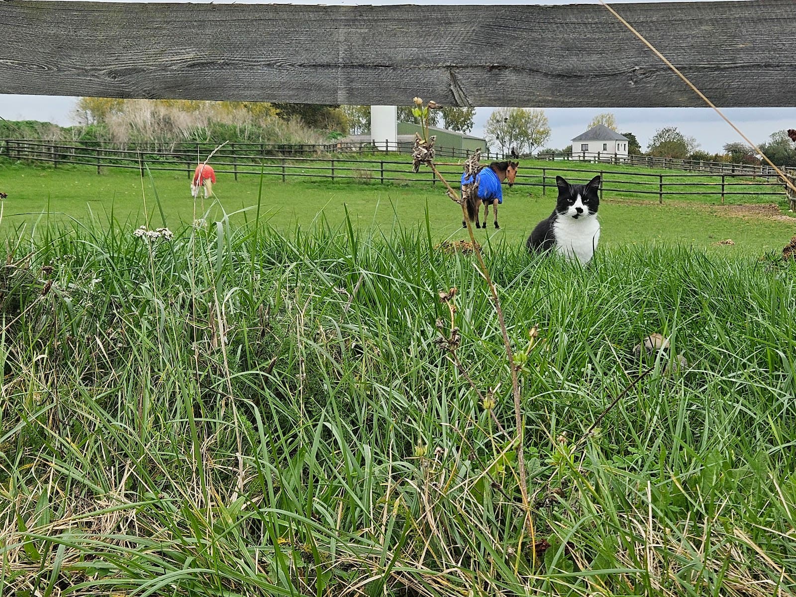 SCEA LES ECURIES DE NORREY — photo 1