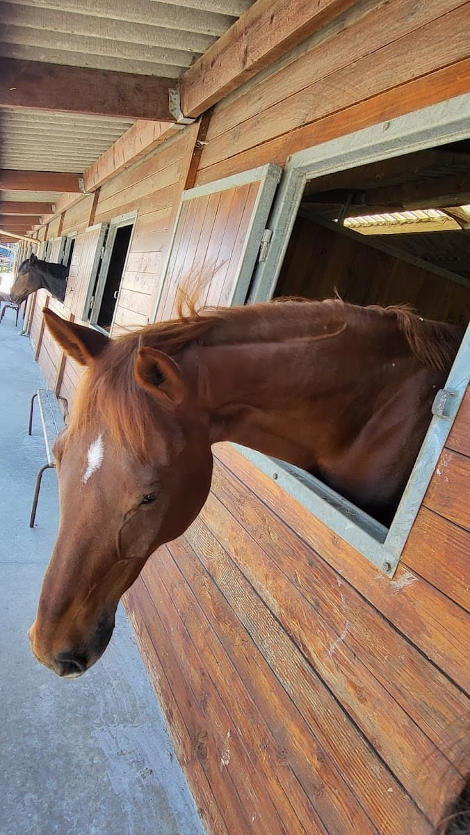SCEA WINNETOU ECURIES DE L ALLOEU — photo 1