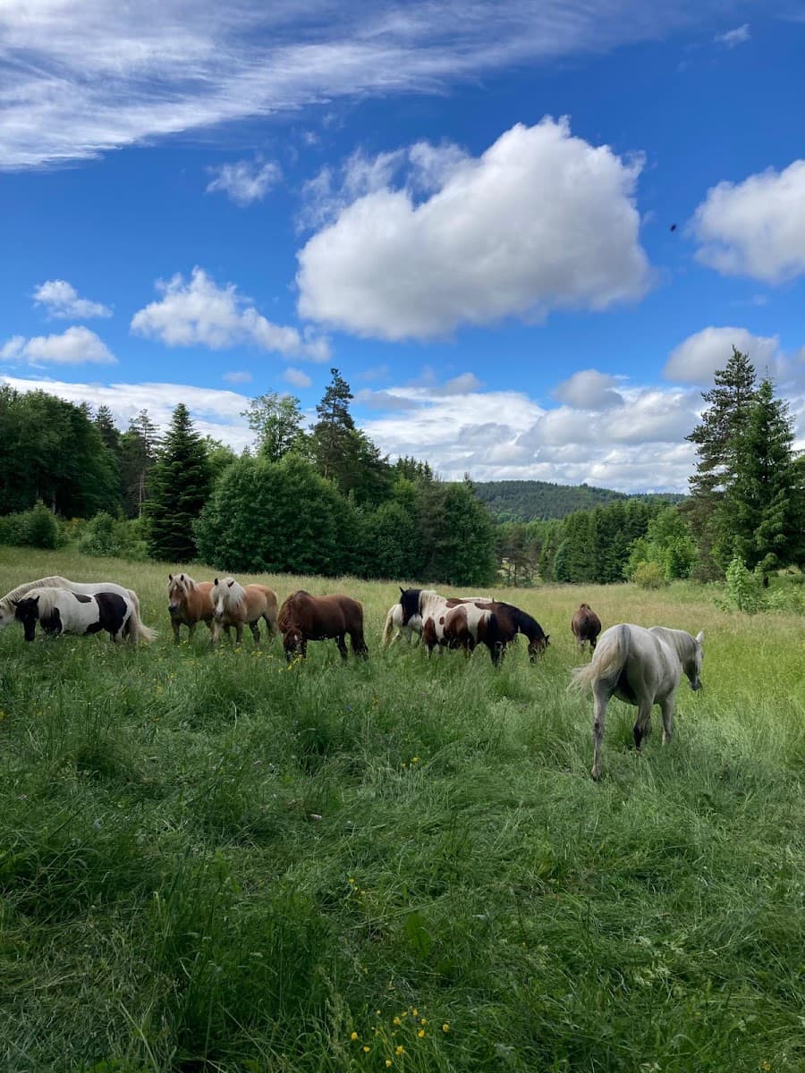 TEEN RANCH CLUB — photo 1