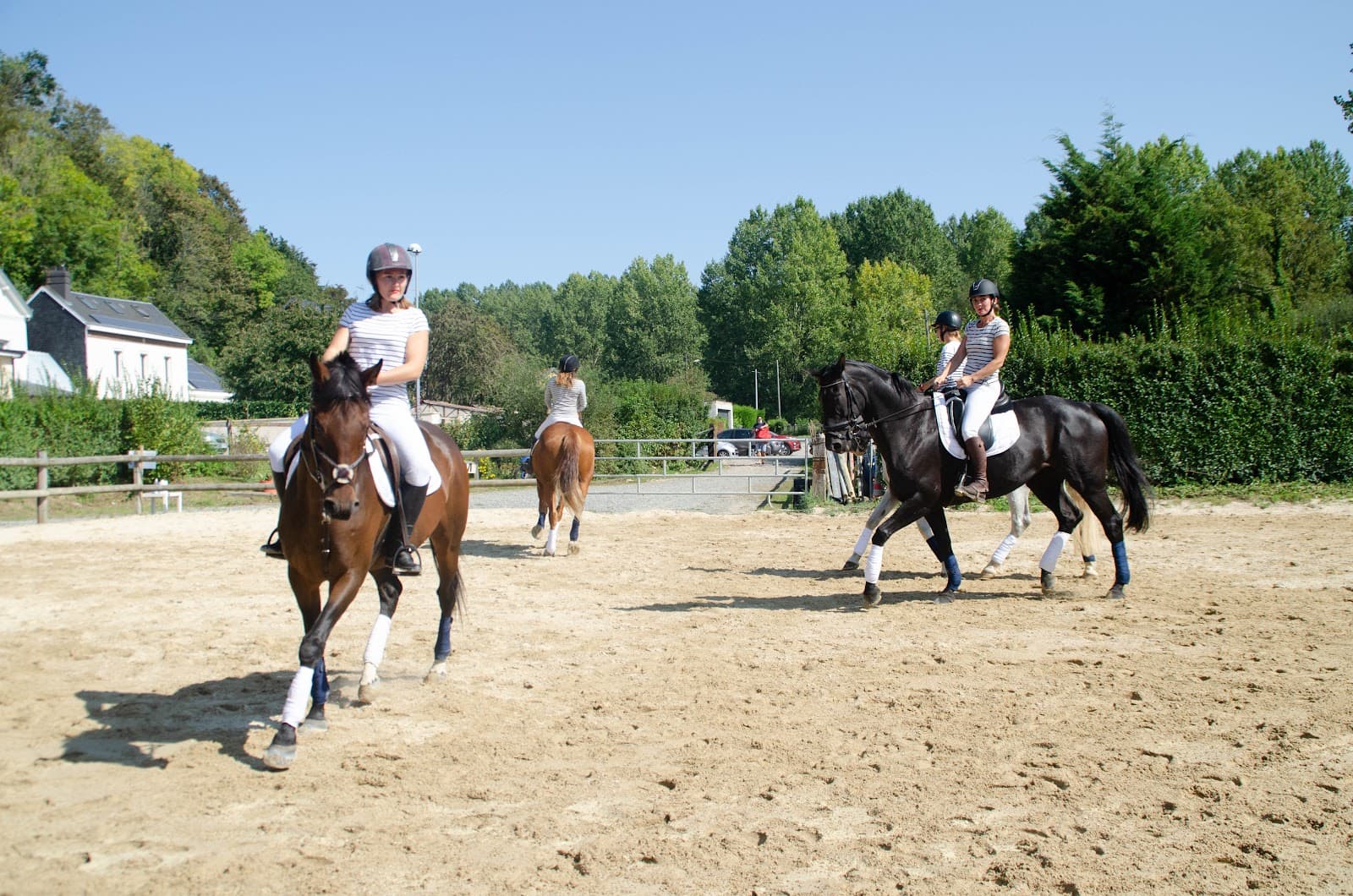 ZAI DRESSAGE — photo 1